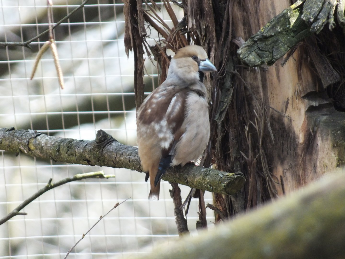 Hawfinch (Coccothraustes coccothraustes coccothraustes) at Alpenzoo Innsbruck - April 11 2015