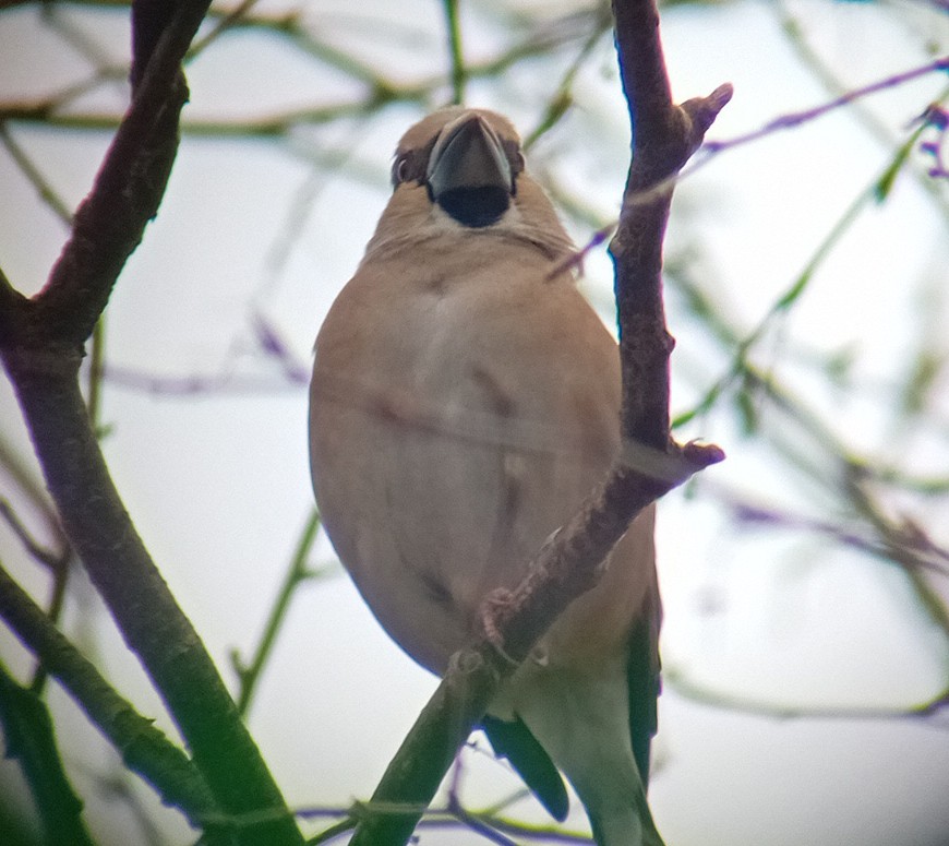 Hawfinch (Coccothraustes coccothraustes)