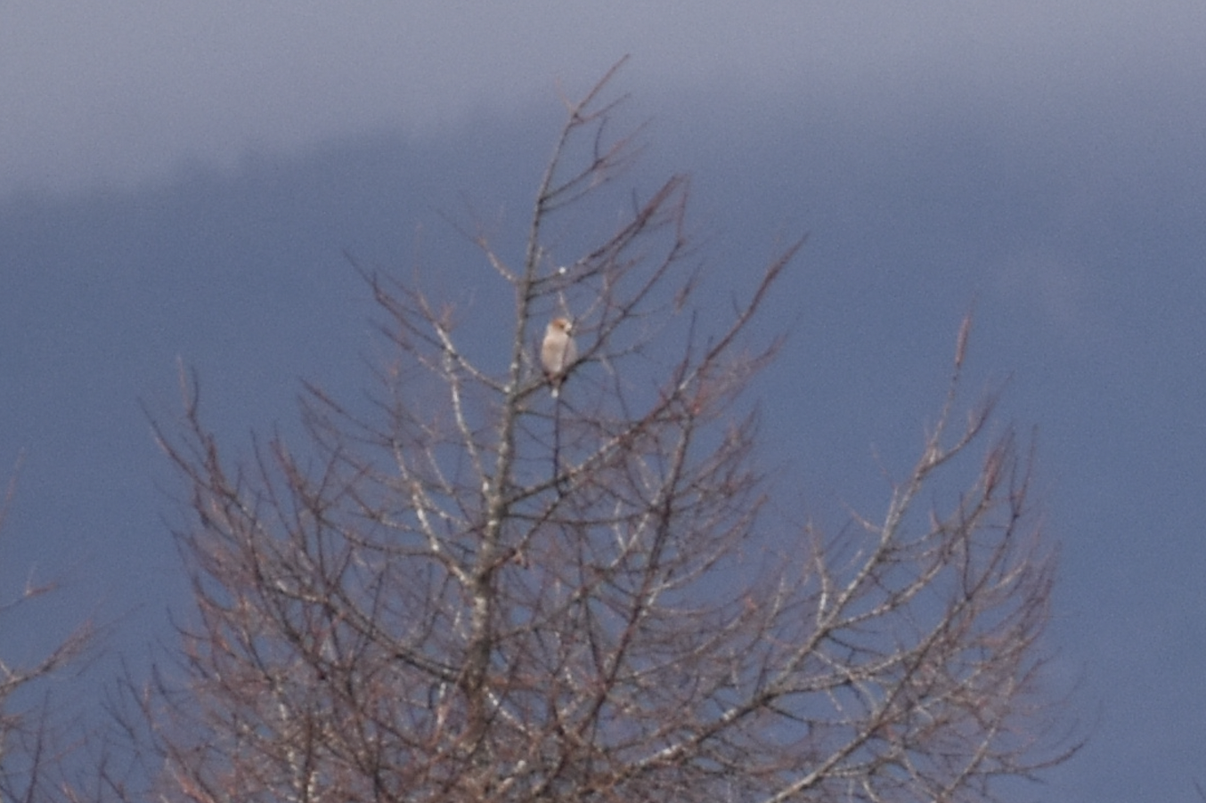 Hawfinch ~ Karuizawa