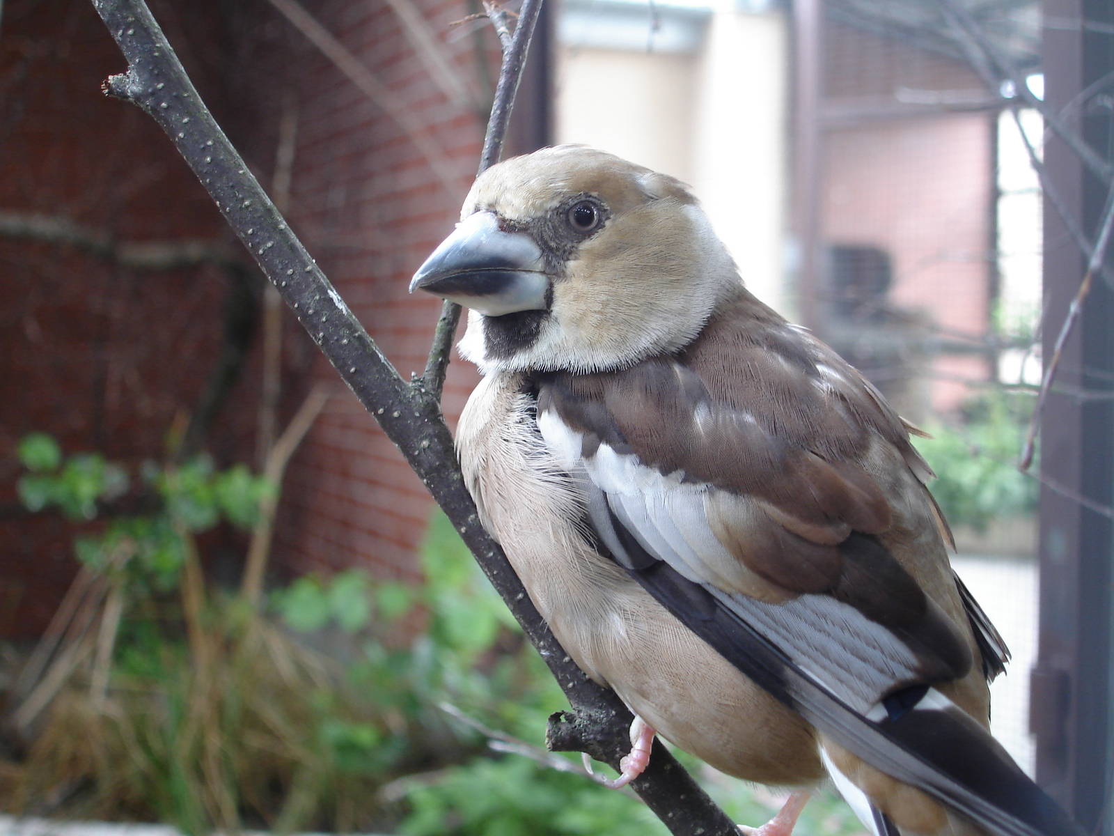 Hawfinch
