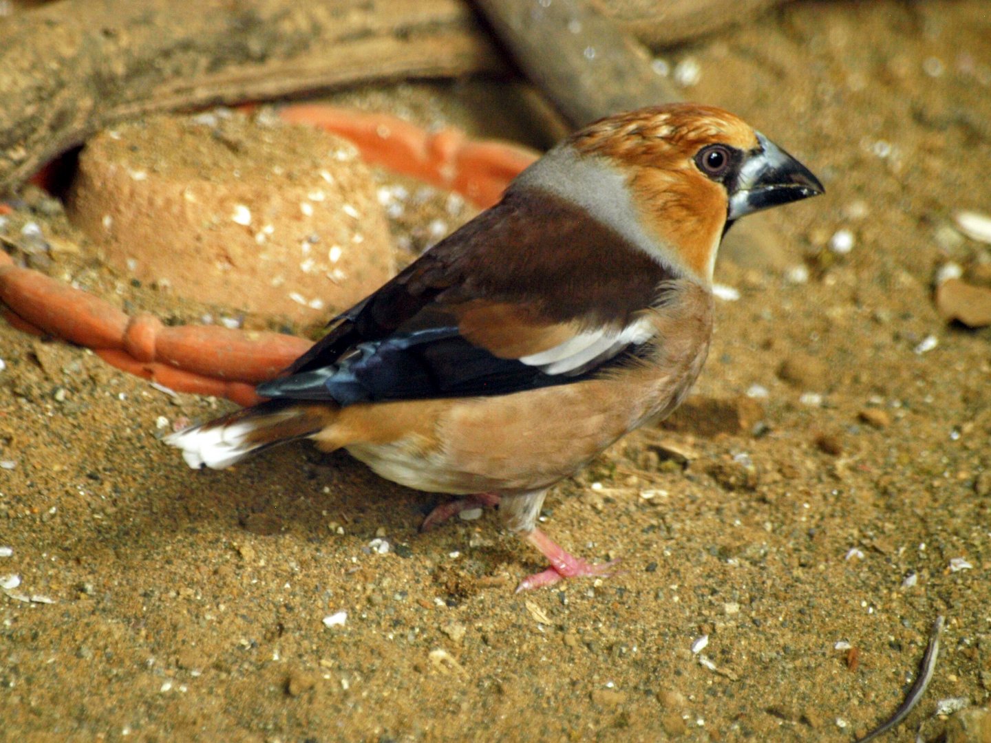 Hawfinch