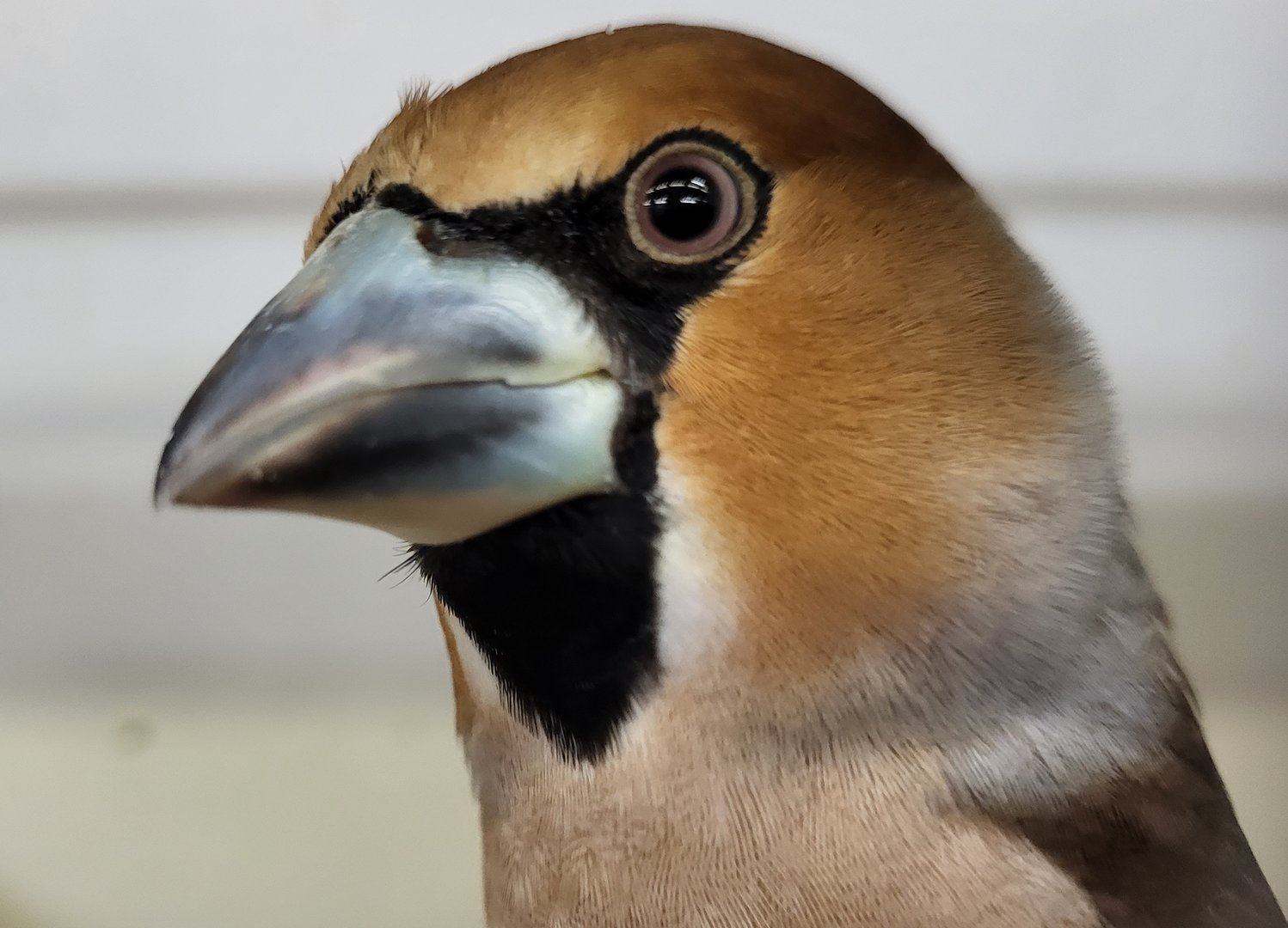 Hawfinch