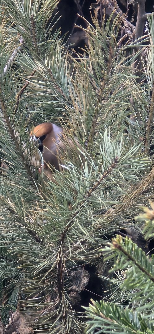 Hawfinch