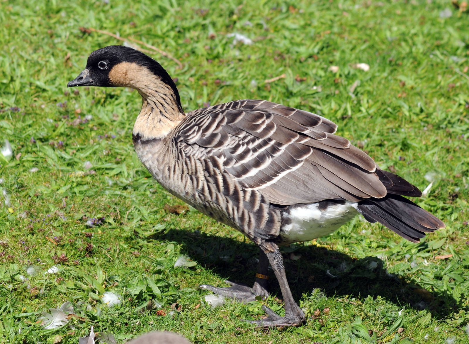 HAWIIAN GOOSE