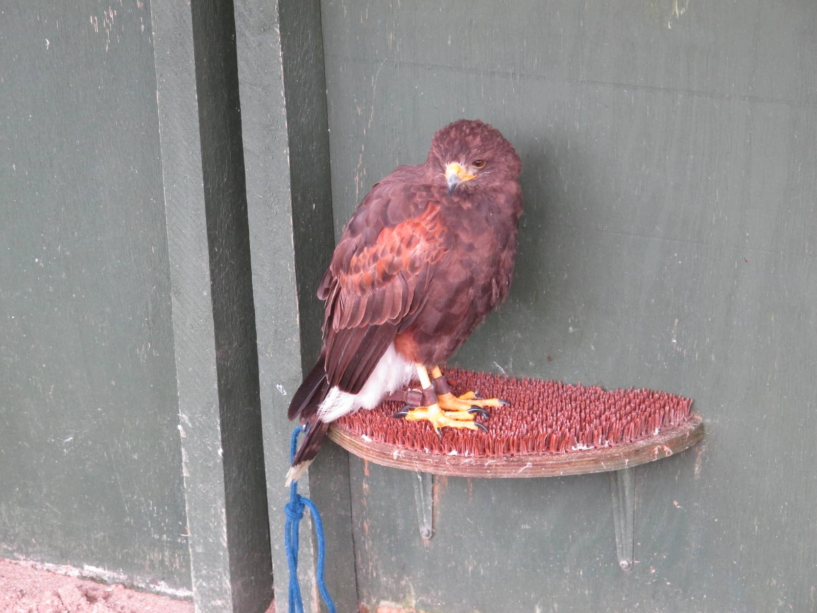 Hawk at Cardiff Castle