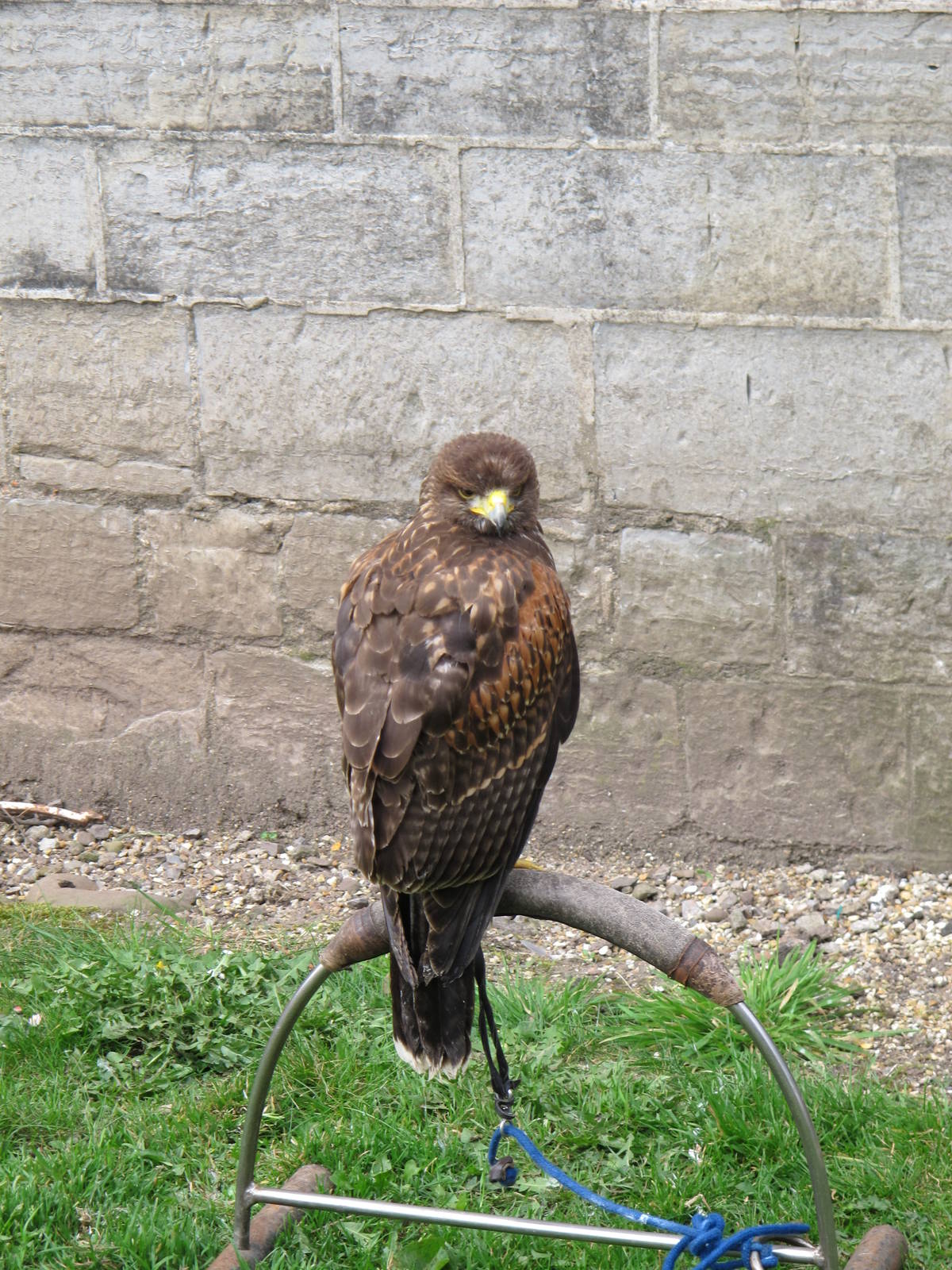 Hawk at Cardiff Castle