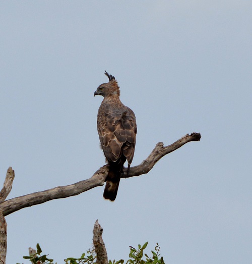Hawk eagle.   Changeable or Mountain??