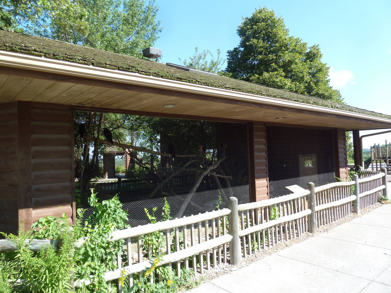 Hawk Exhibit: Red-Tailed/Rough-Legged/Swainson's
