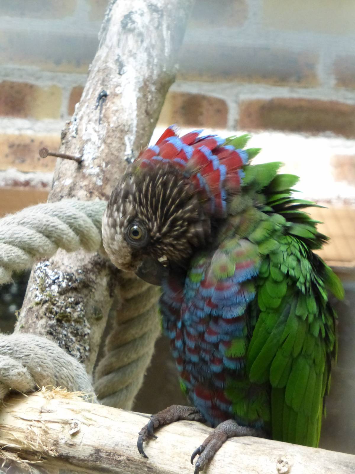 Hawk headed parrot 10/09/16