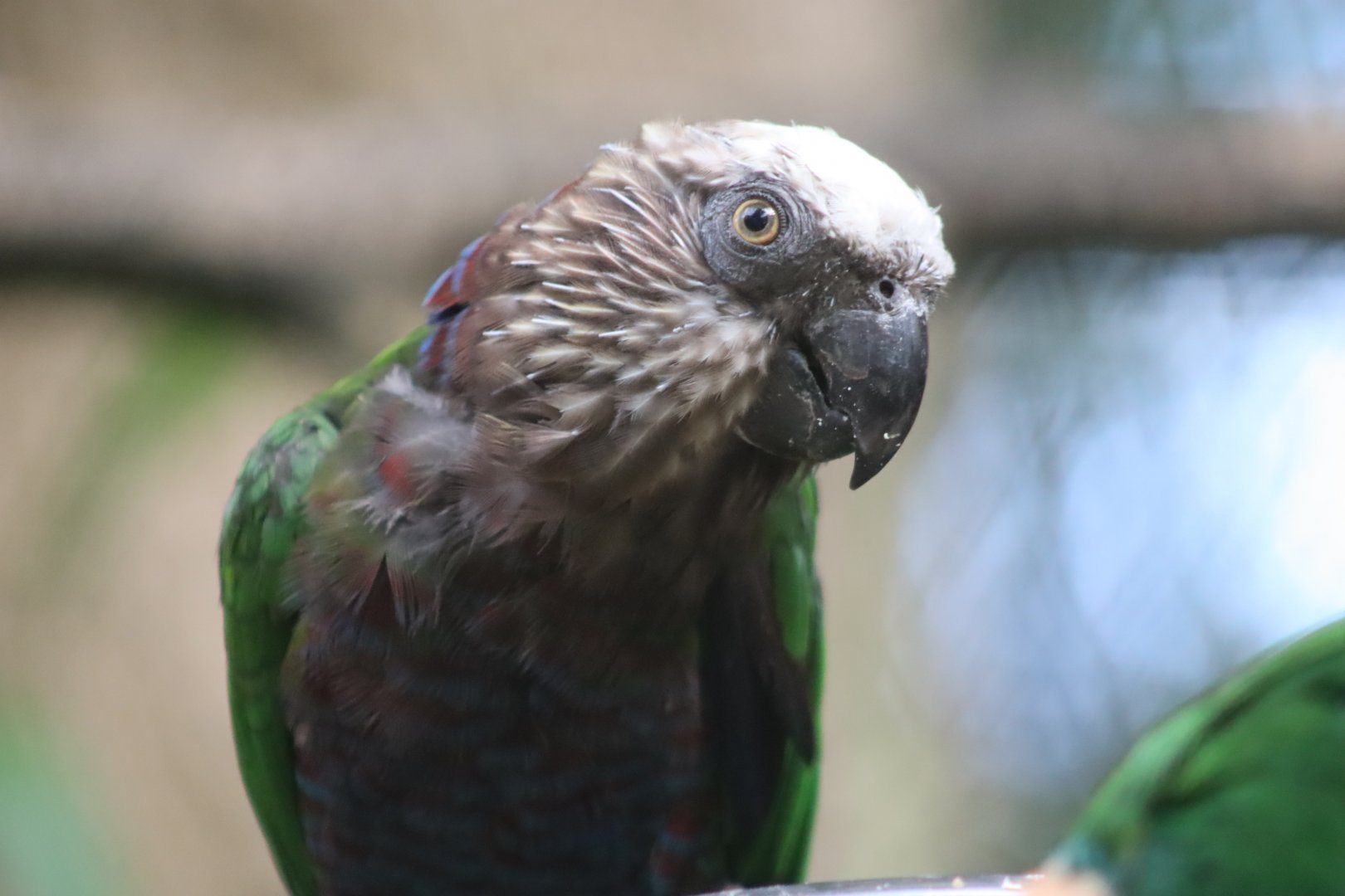 Hawk-headed Parrot - 7 July 2024