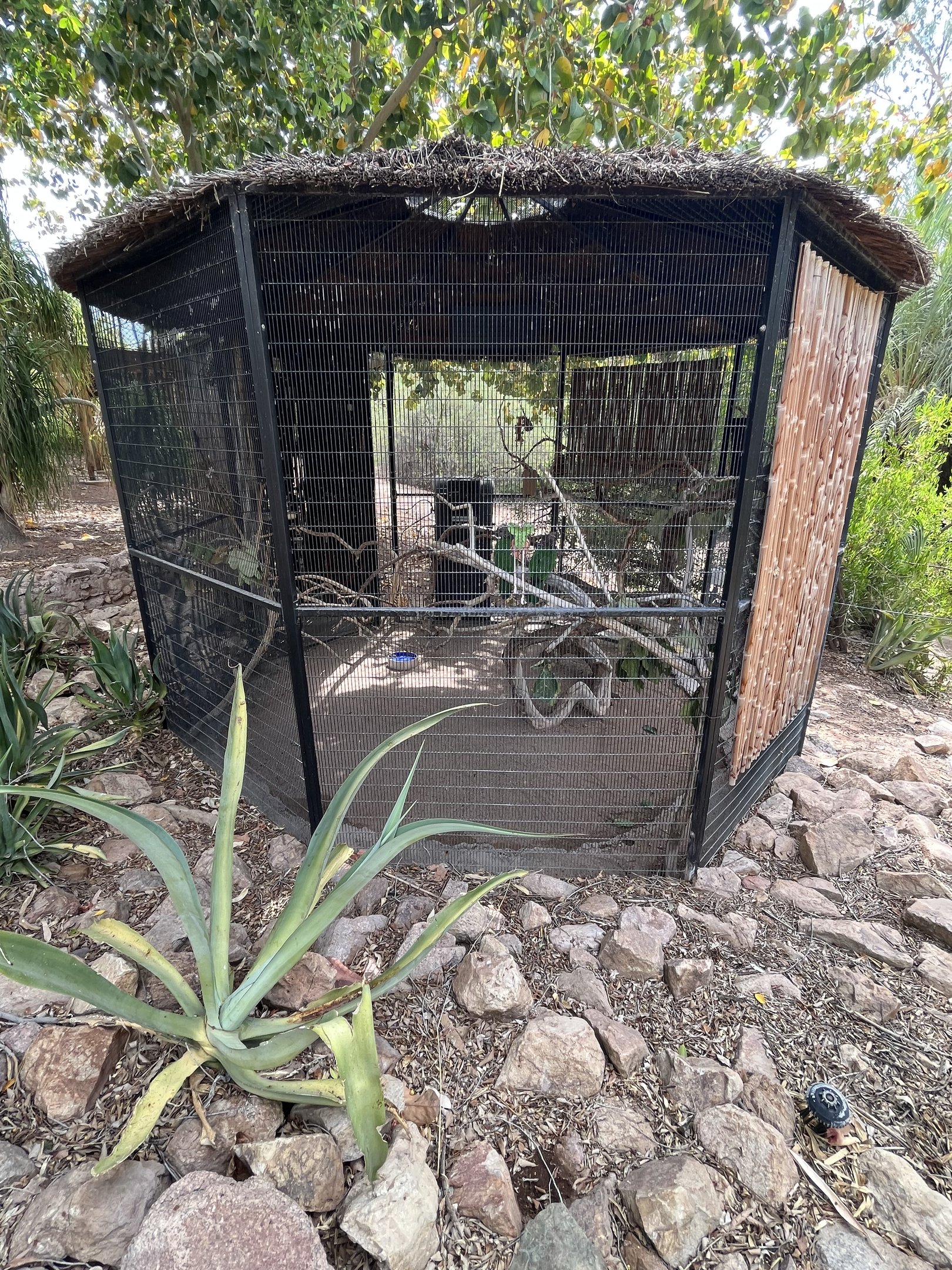 Hawk-headed Parrot Aviary