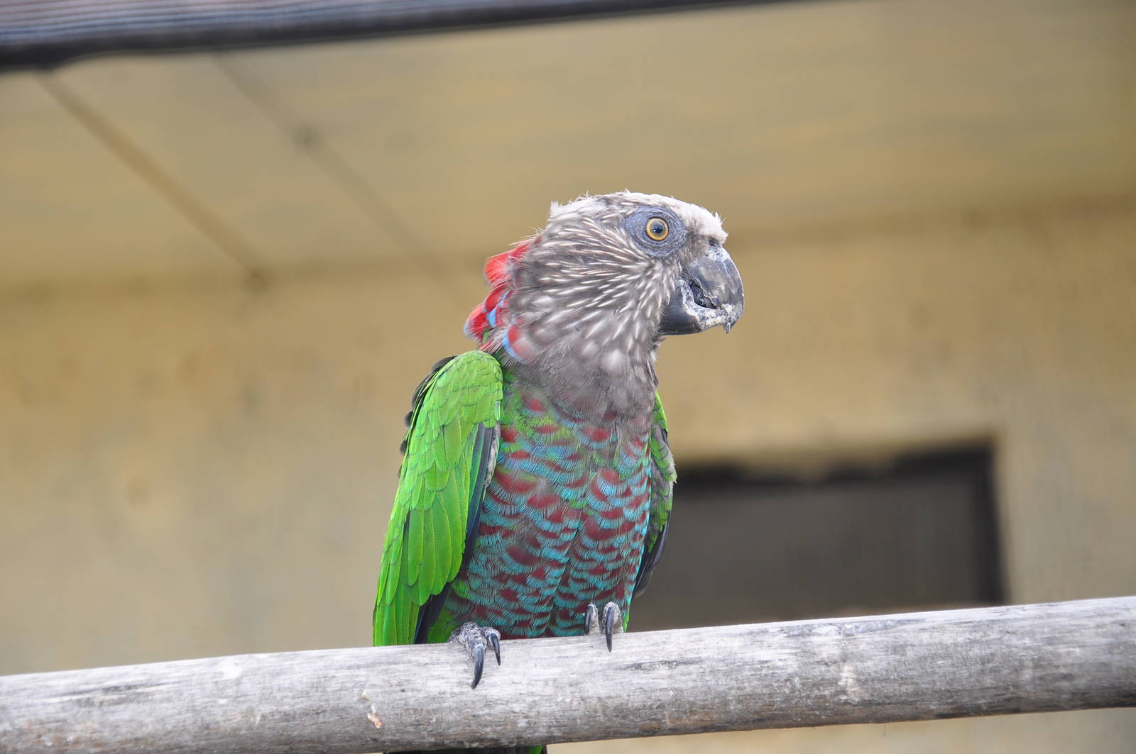 Hawk-headed parrot/ Deroptyus accipitrinus accipitrinus