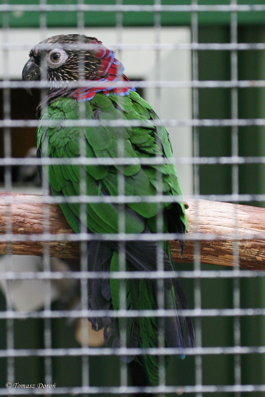 Hawk-headed Parrot (Deroptyus accipitrinus fuscifrons)