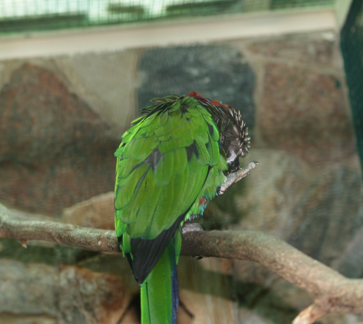 Hawk-headed parrot (Deroptyus accipitrinus), May 2006