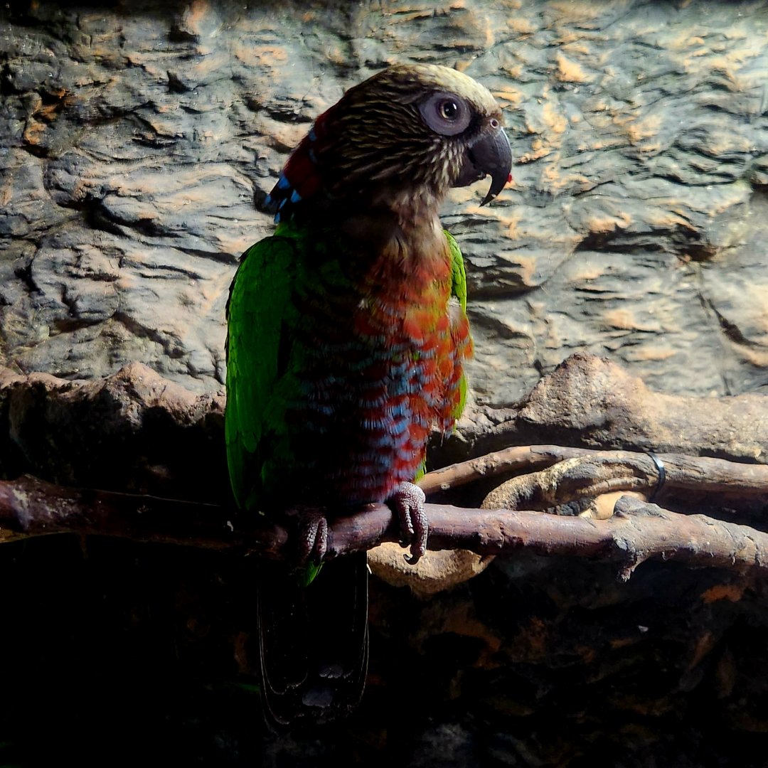 Hawk-Headed Parrot (Deroptyus accipitrinus)