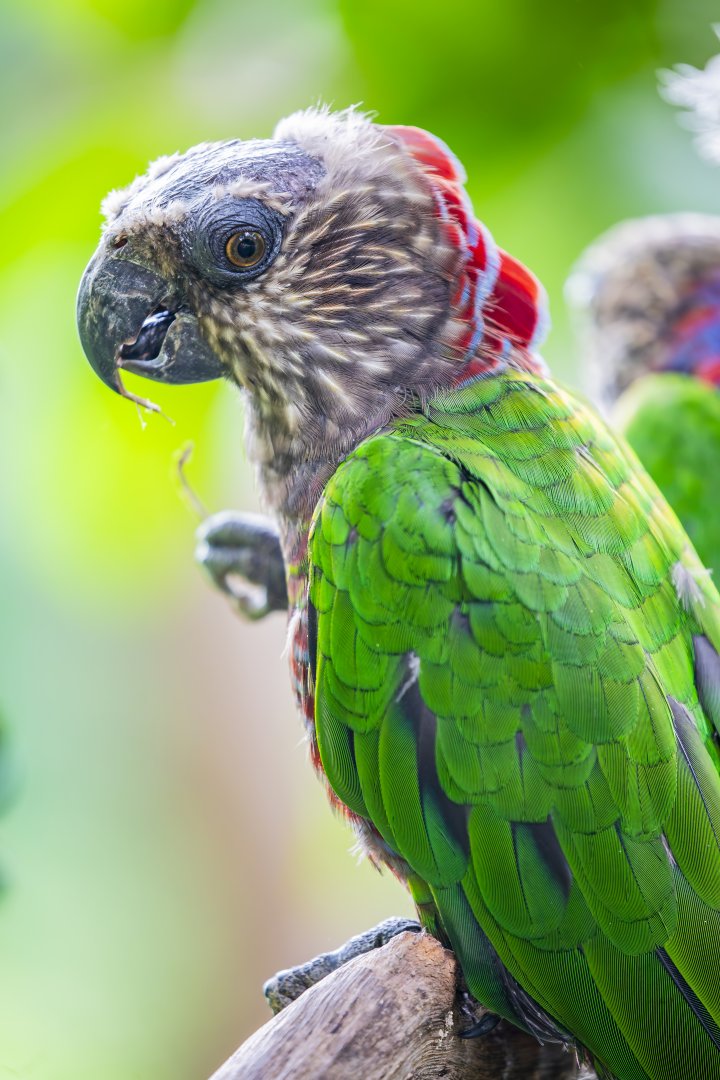 hawk-headed parrot(Deroptyus accipitrinus)