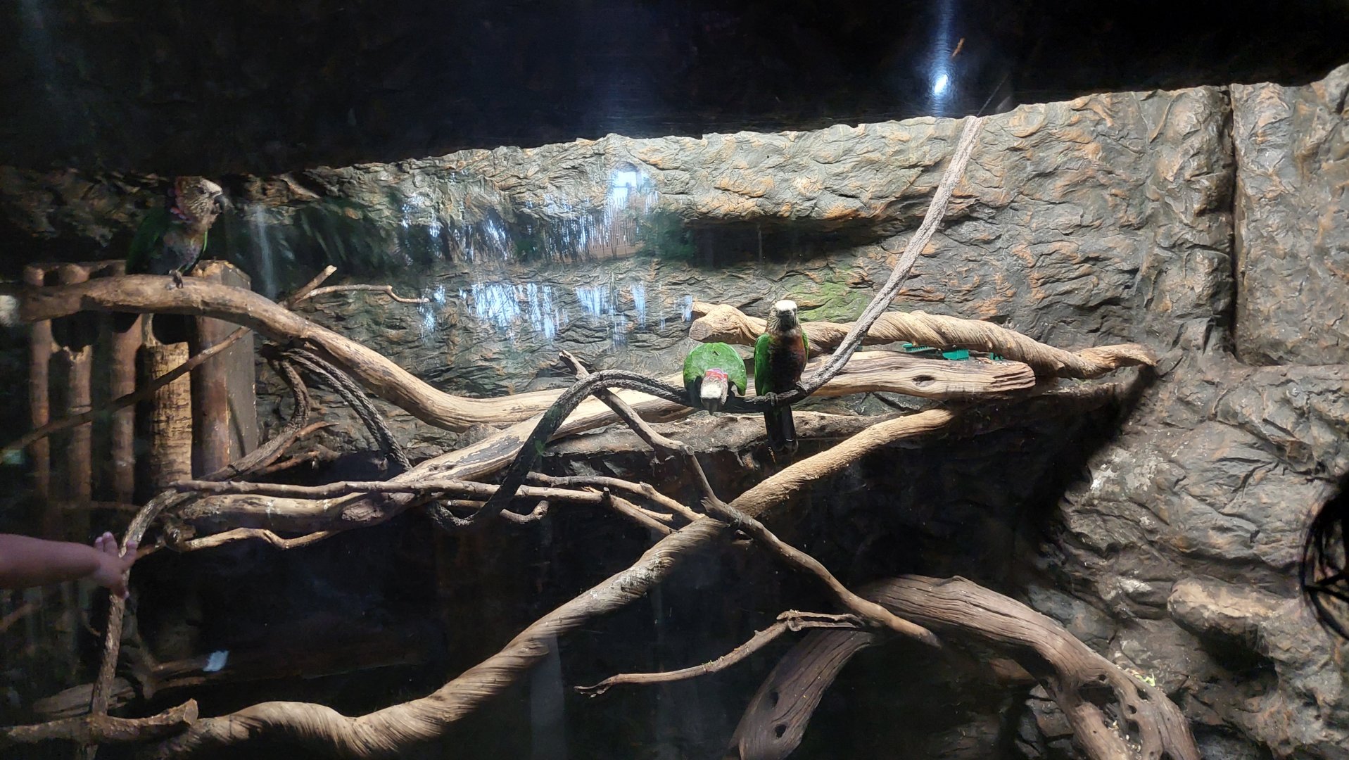 Hawk-headed Parrot enclosure- Toucan Terrace