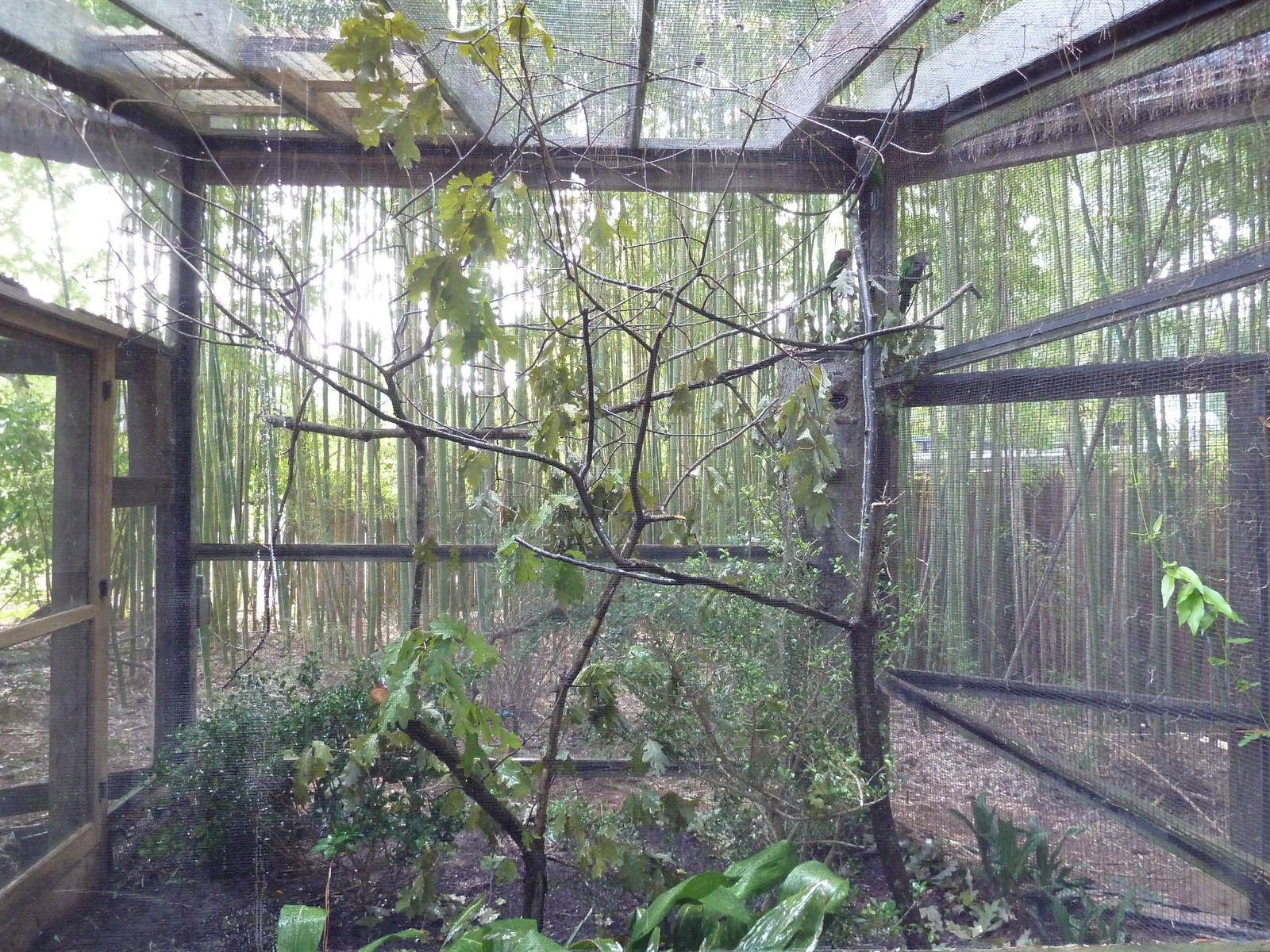 Hawk-Headed Parrot Exhibit