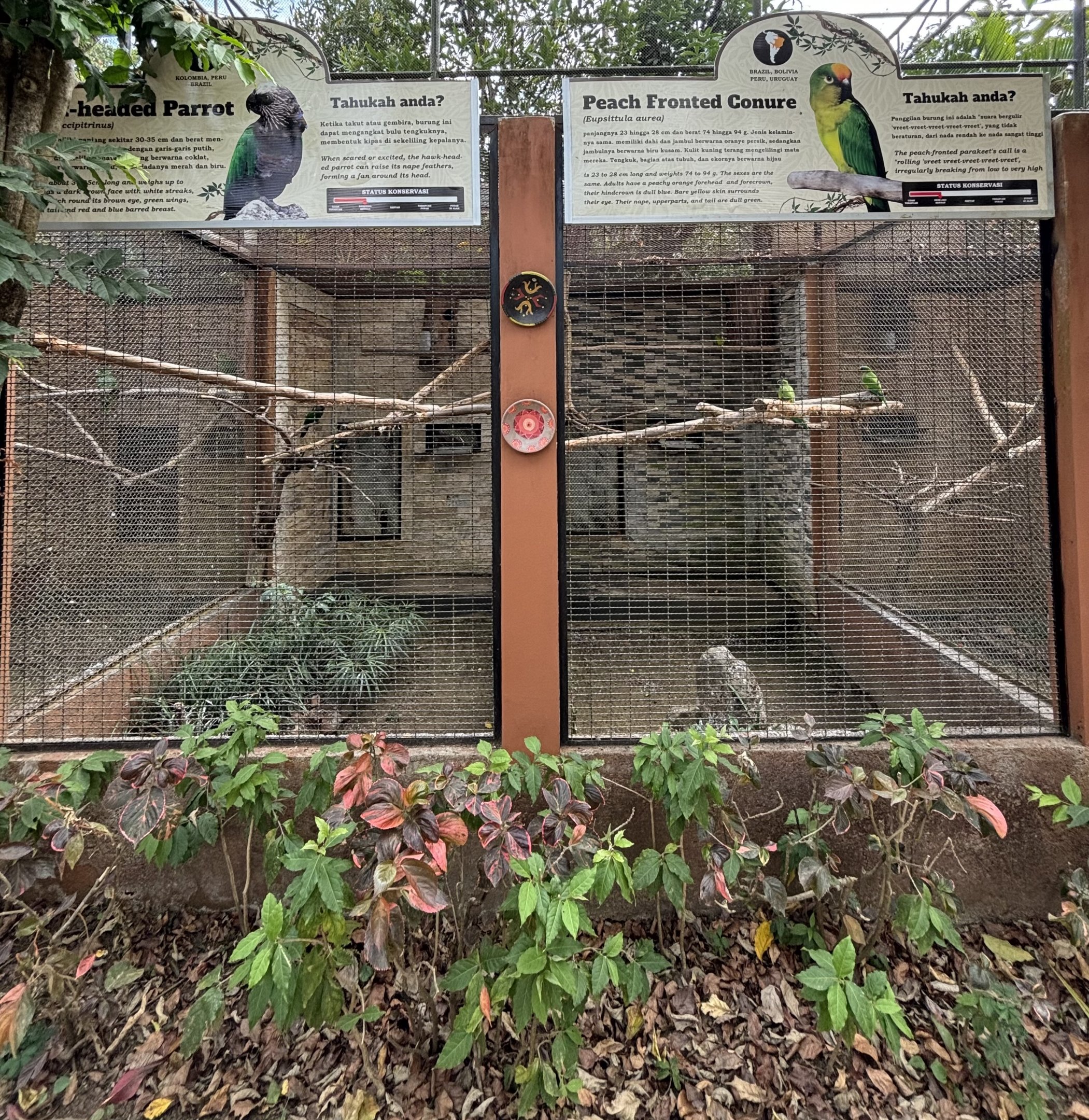 Hawk-headed Parrot + Peach-fronted Conure Aviaries