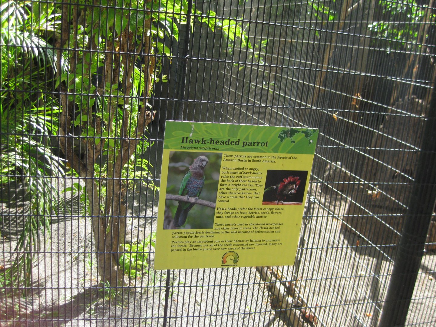 Hawk Headed Parrot Signage