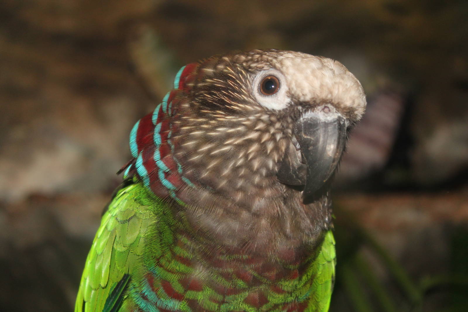 Hawk-Headed Parrot