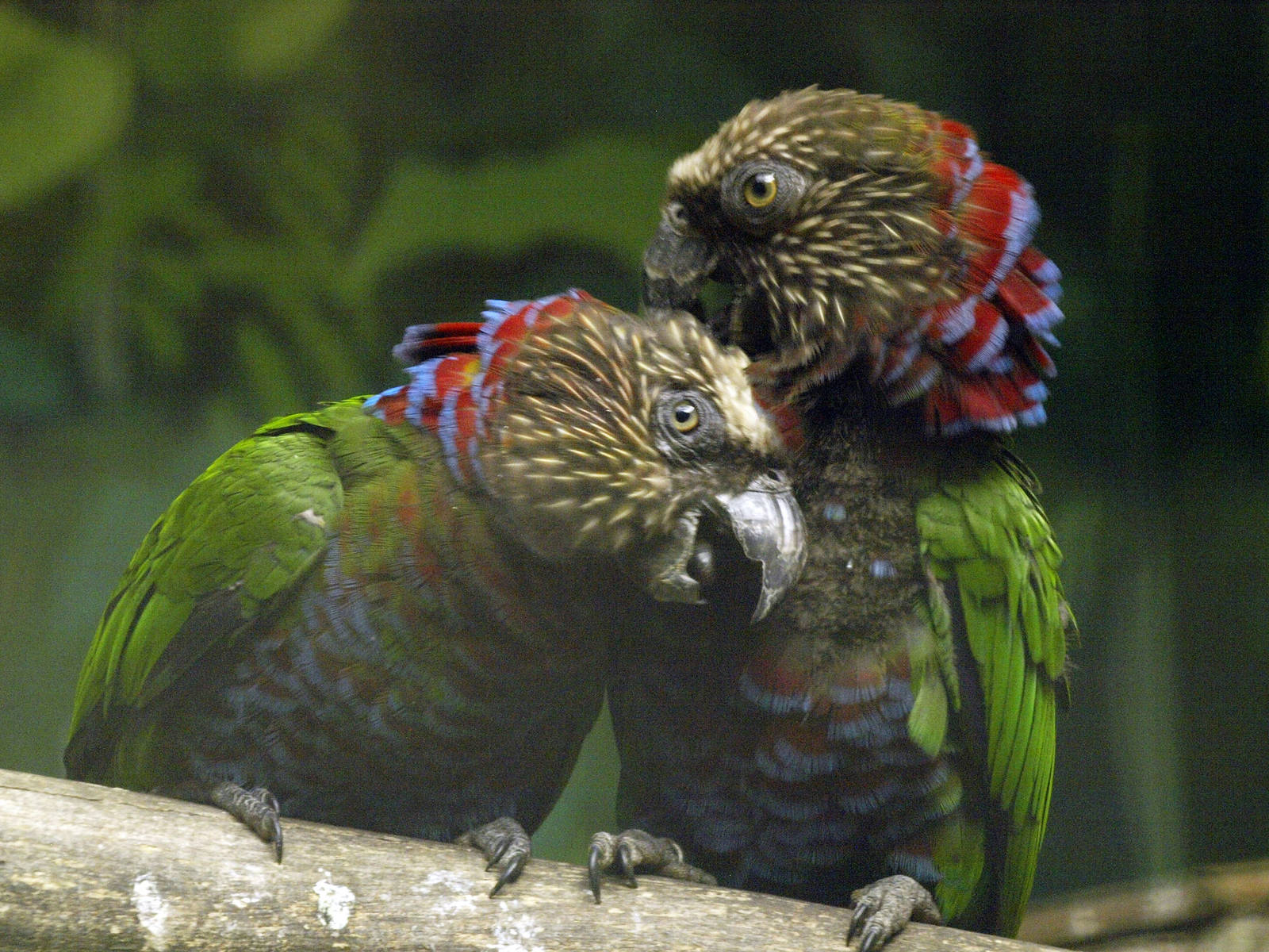 Hawk-headed parrot