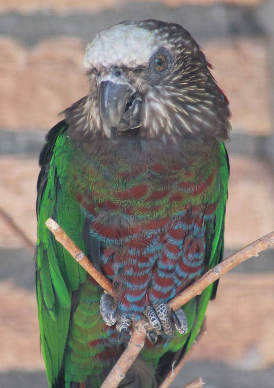 Hawk-headed parrot