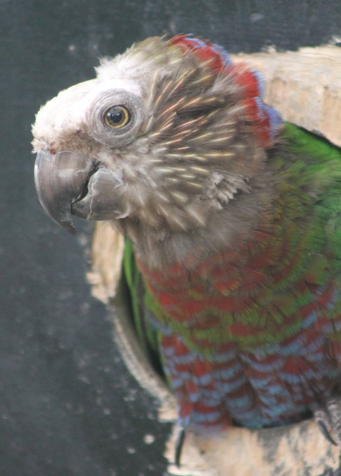 Hawk-headed parrot