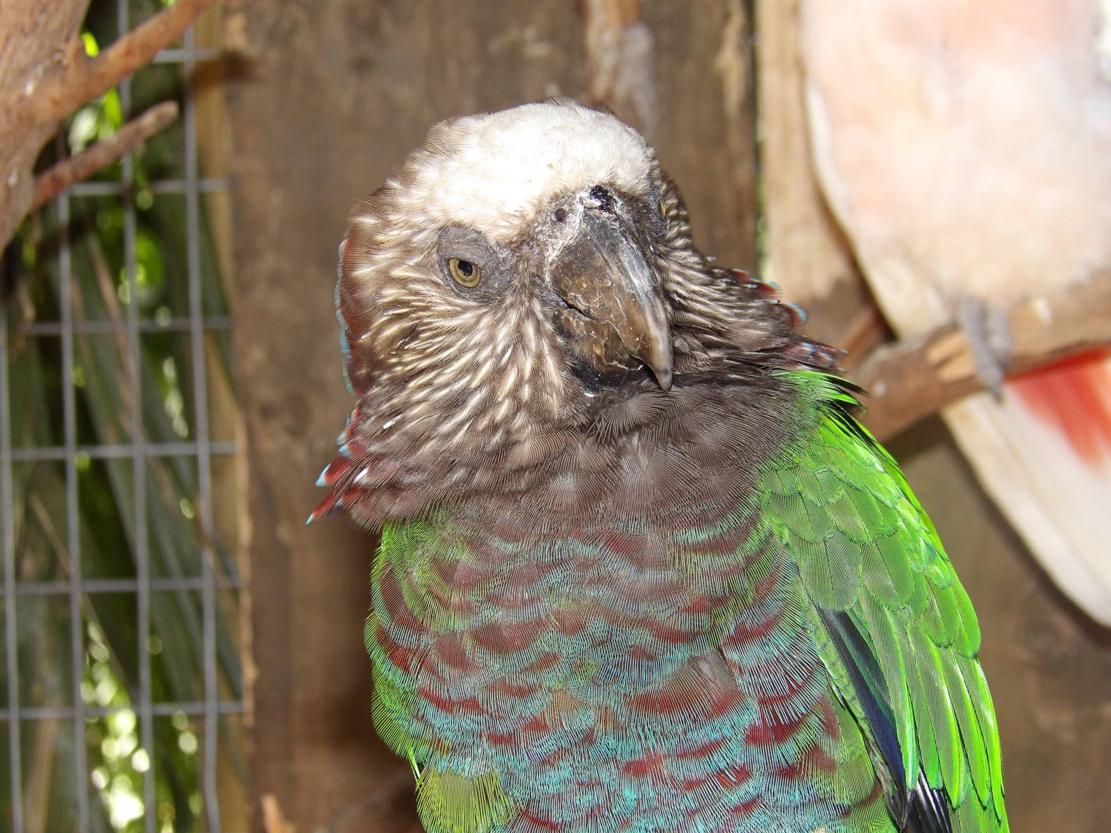 Hawk-headed parrot