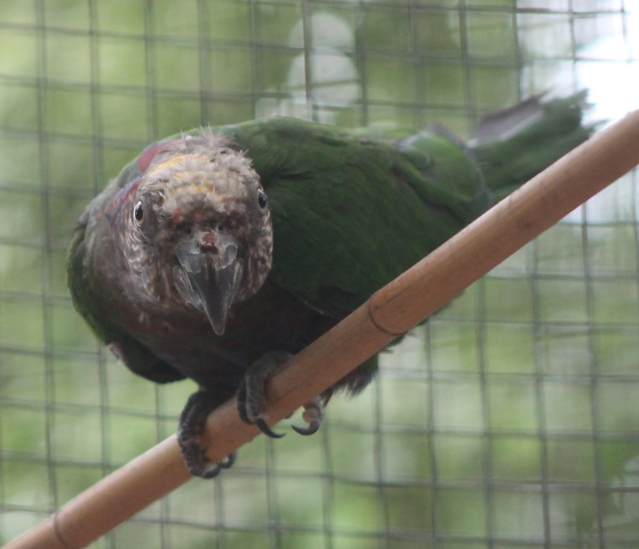 Hawk-headed parrot