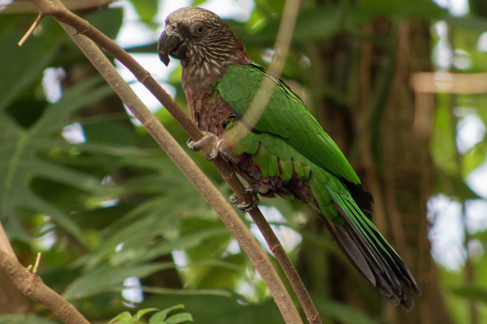 Hawk-headed parrot