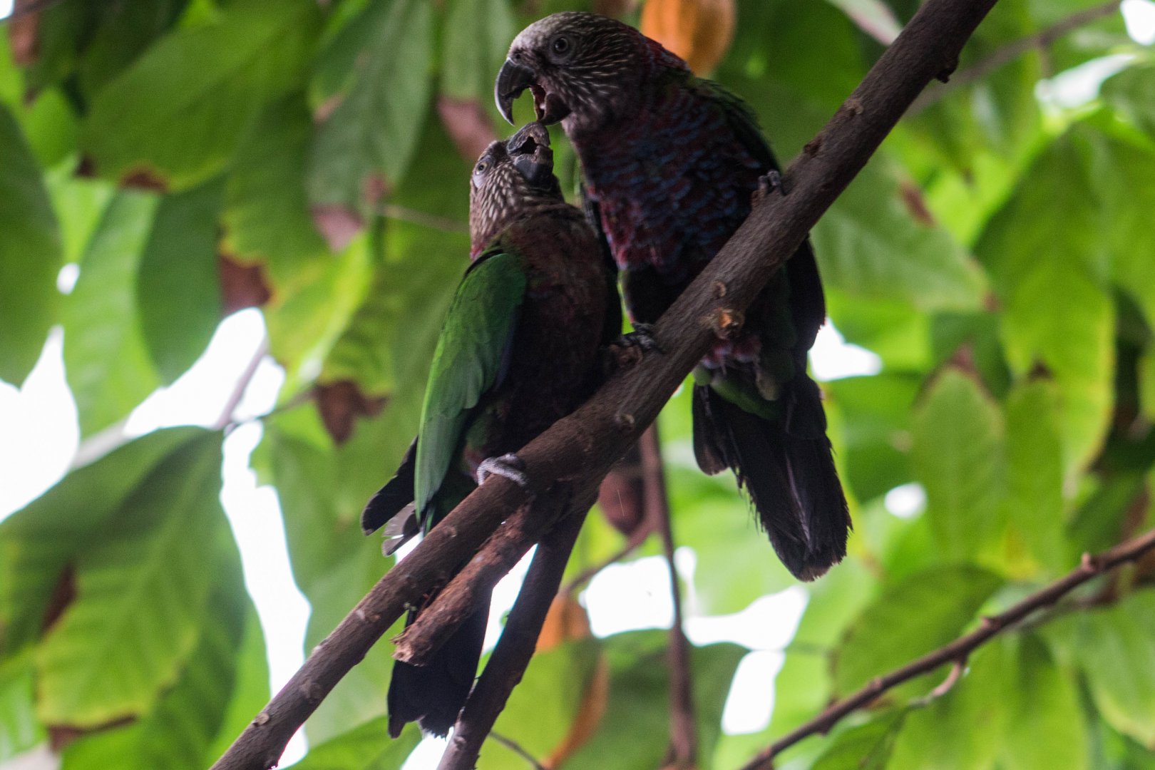 Hawk-headed parrot