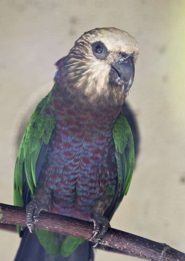Hawk-headed parrot