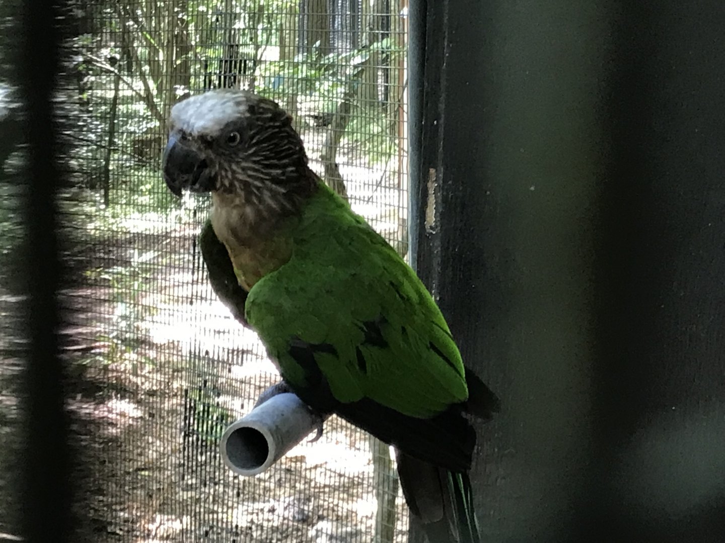 Hawk-headed parrot