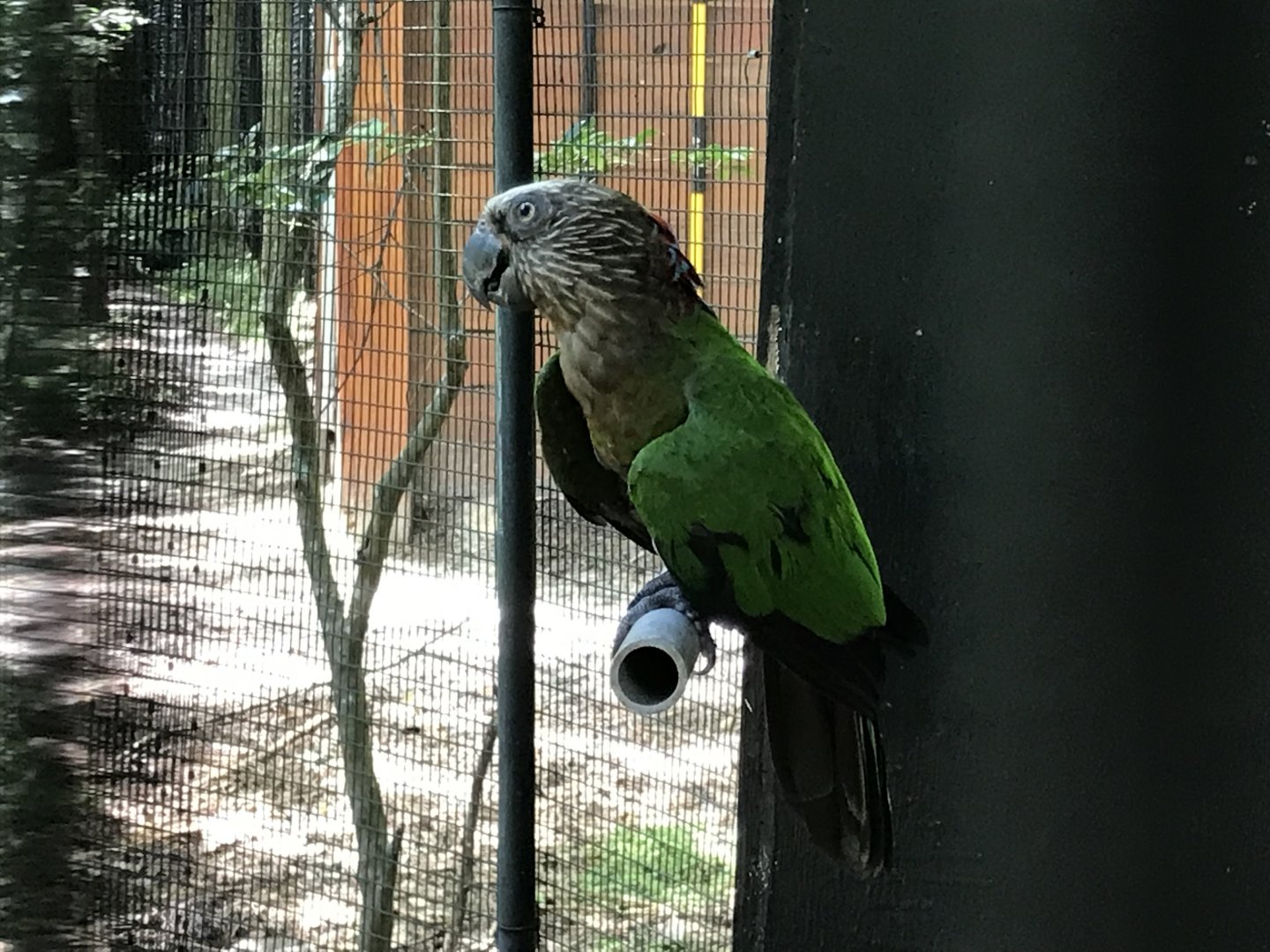 Hawk-headed parrot