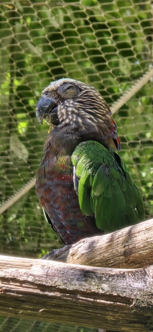 Hawk headed parrot