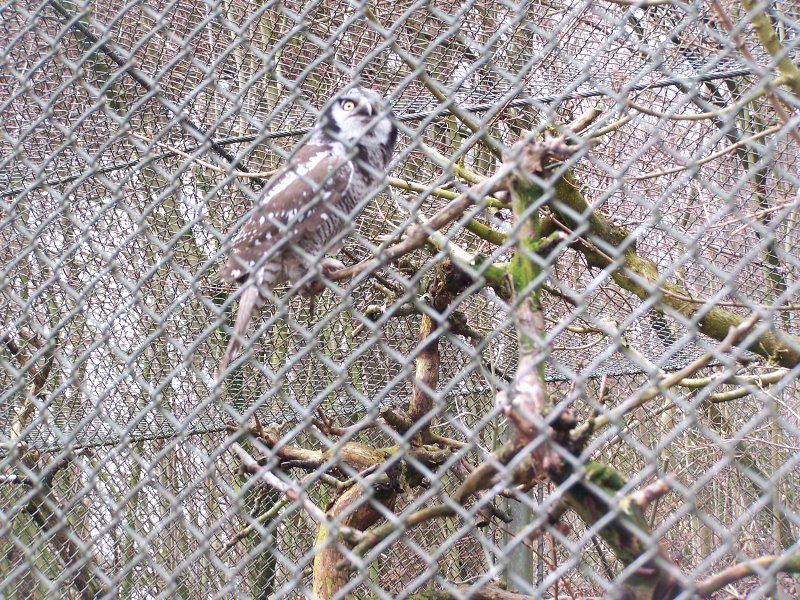 hawk owl - 2