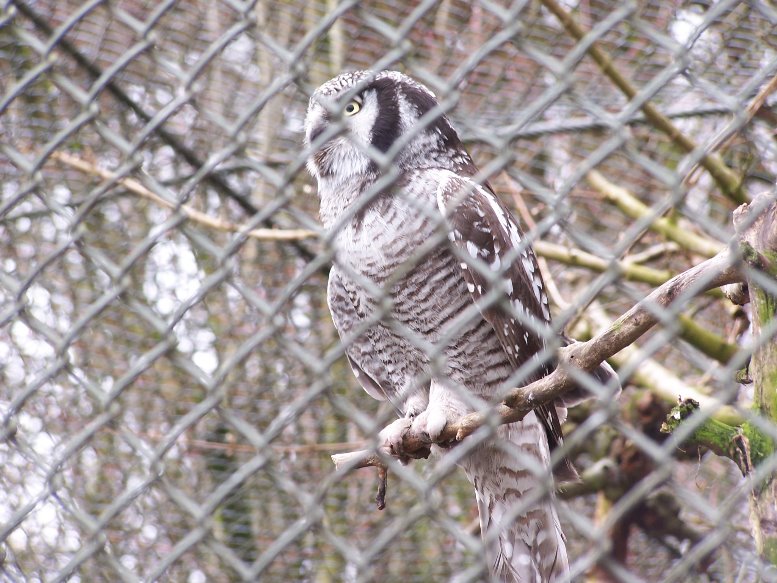 hawk owl - 3