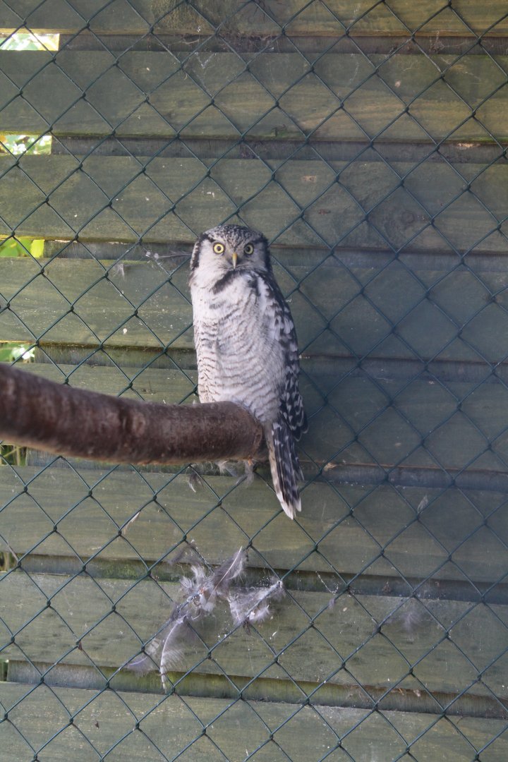 Hawk Owl 30th June 2018