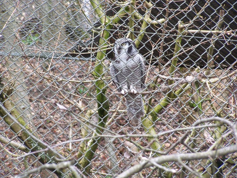 hawk owl - 4