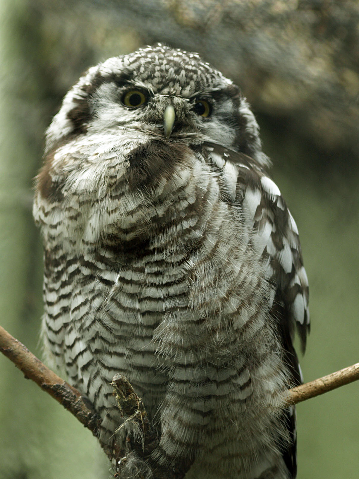 Hawk owl