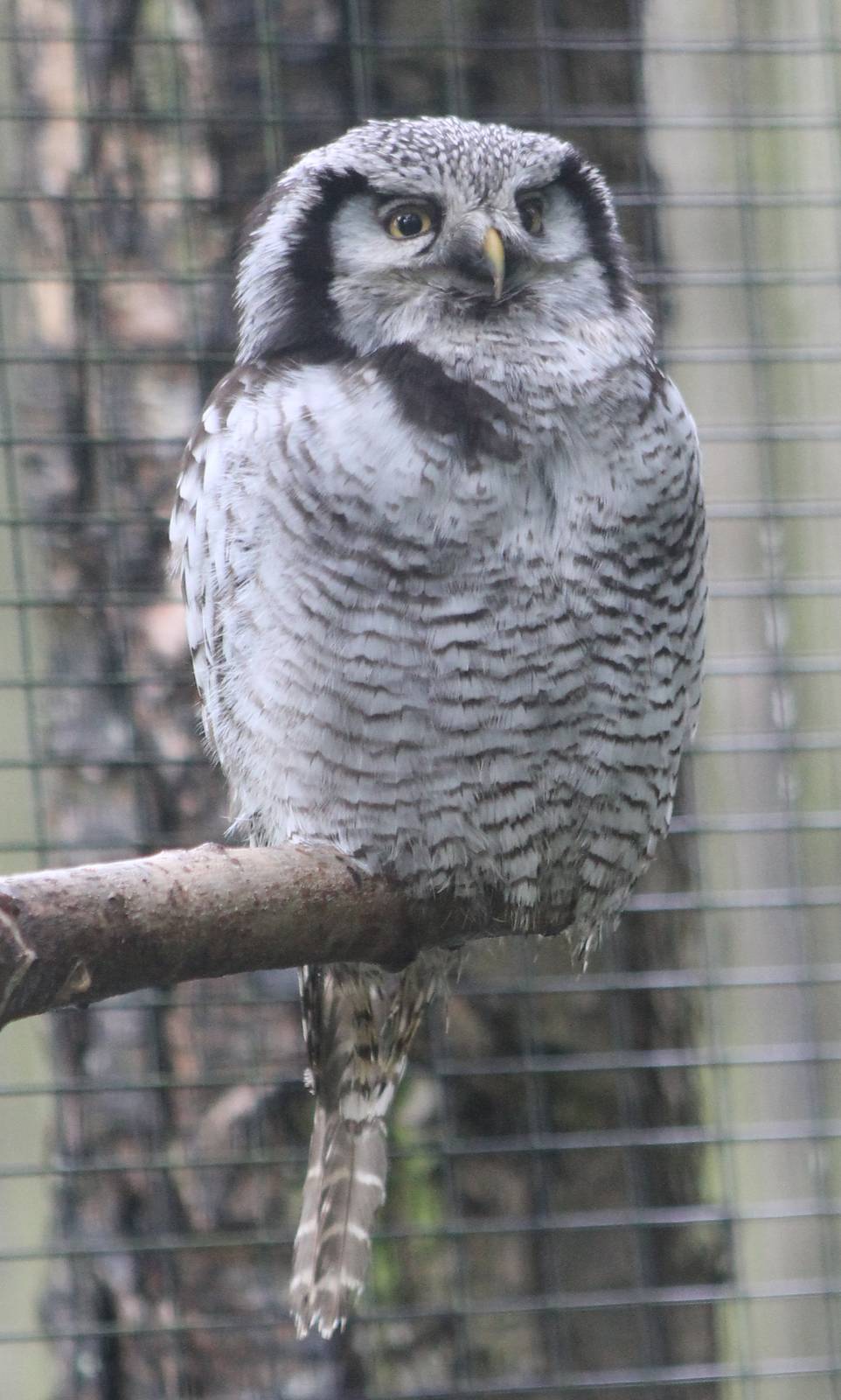 Hawk owl