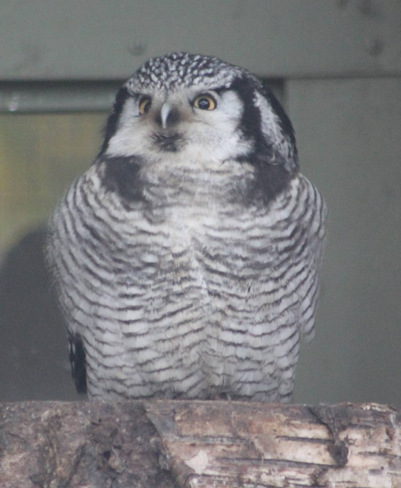 Hawk owl