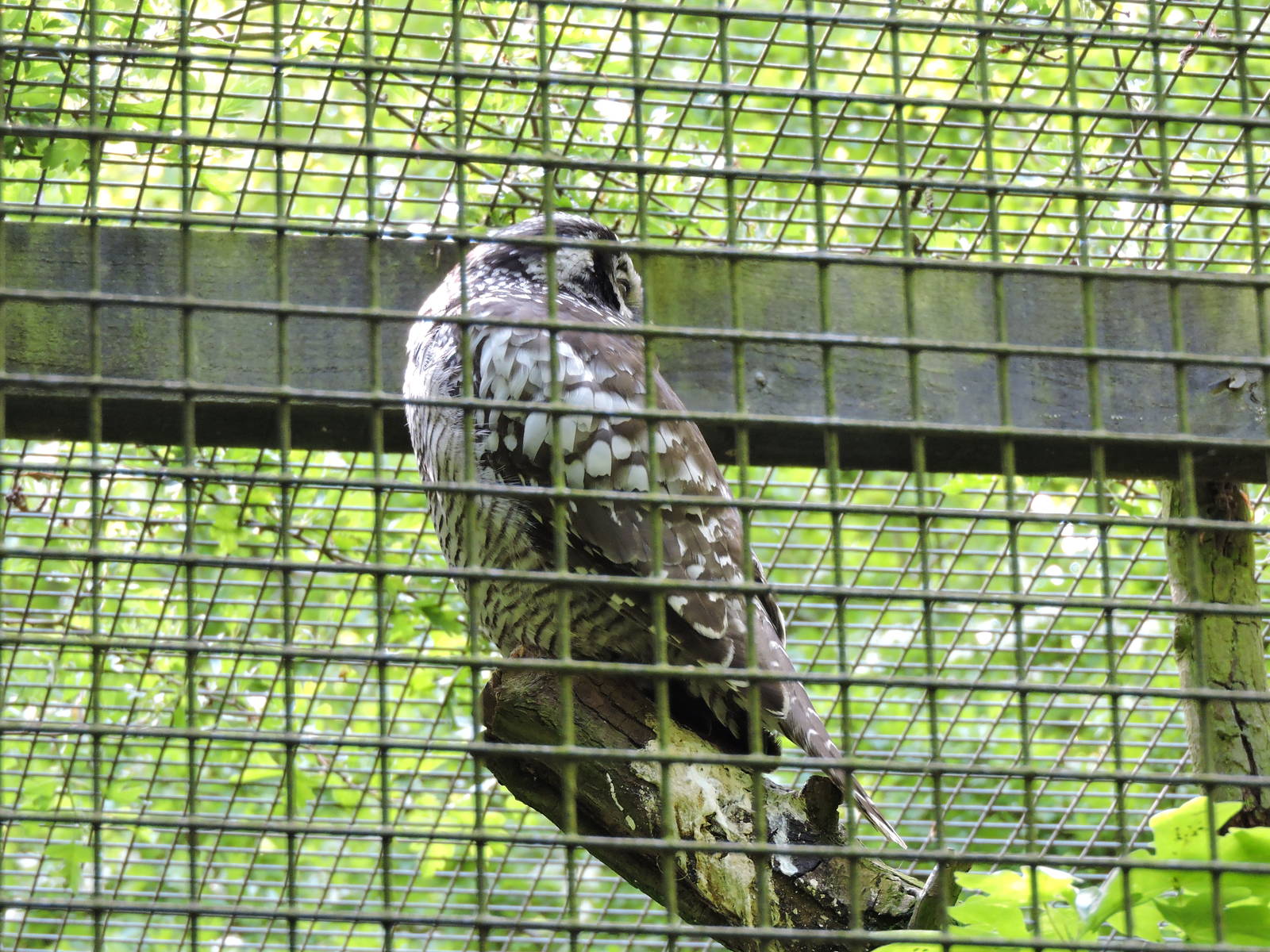 Hawk Owl