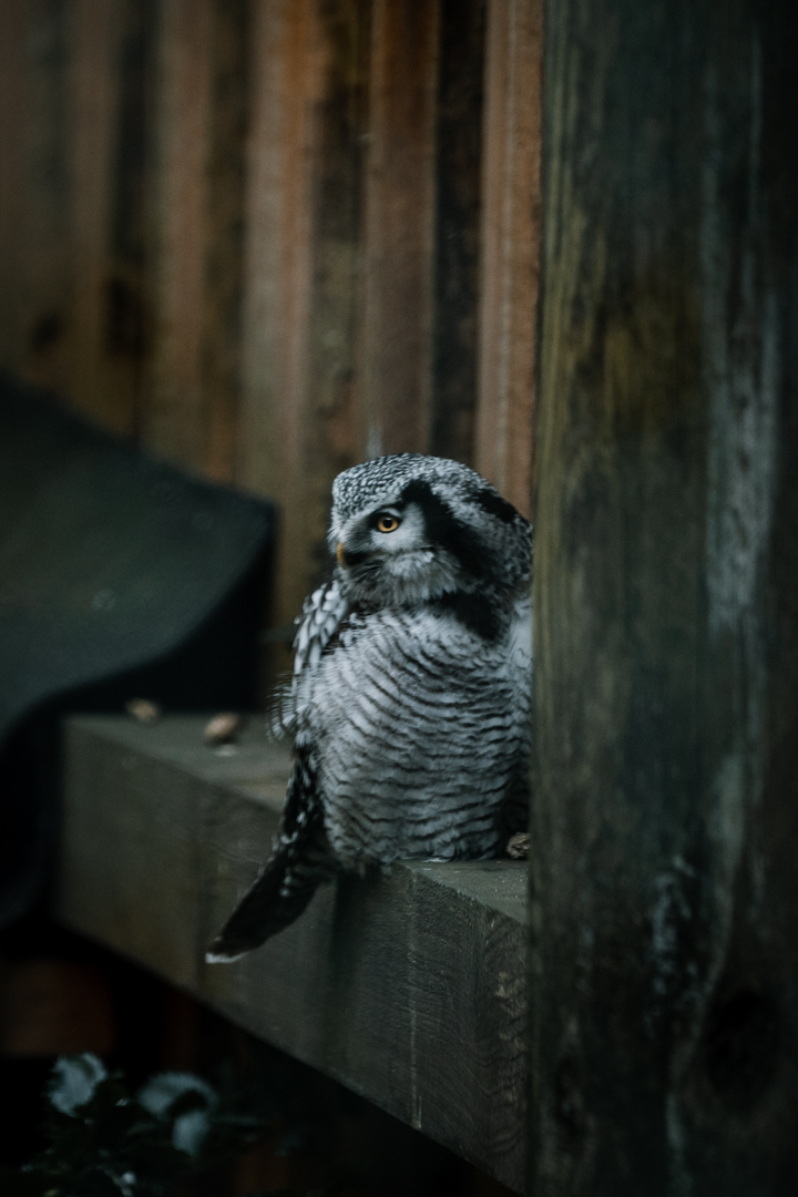 Hawk Owl