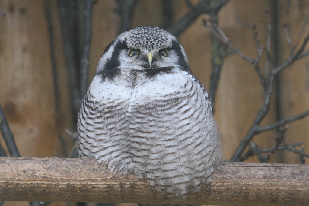 Hawk Owl