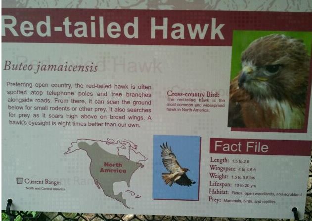 Hawk sign in Wolf Woods