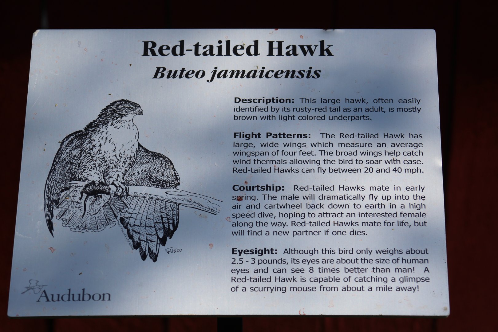 Hawk Signage
