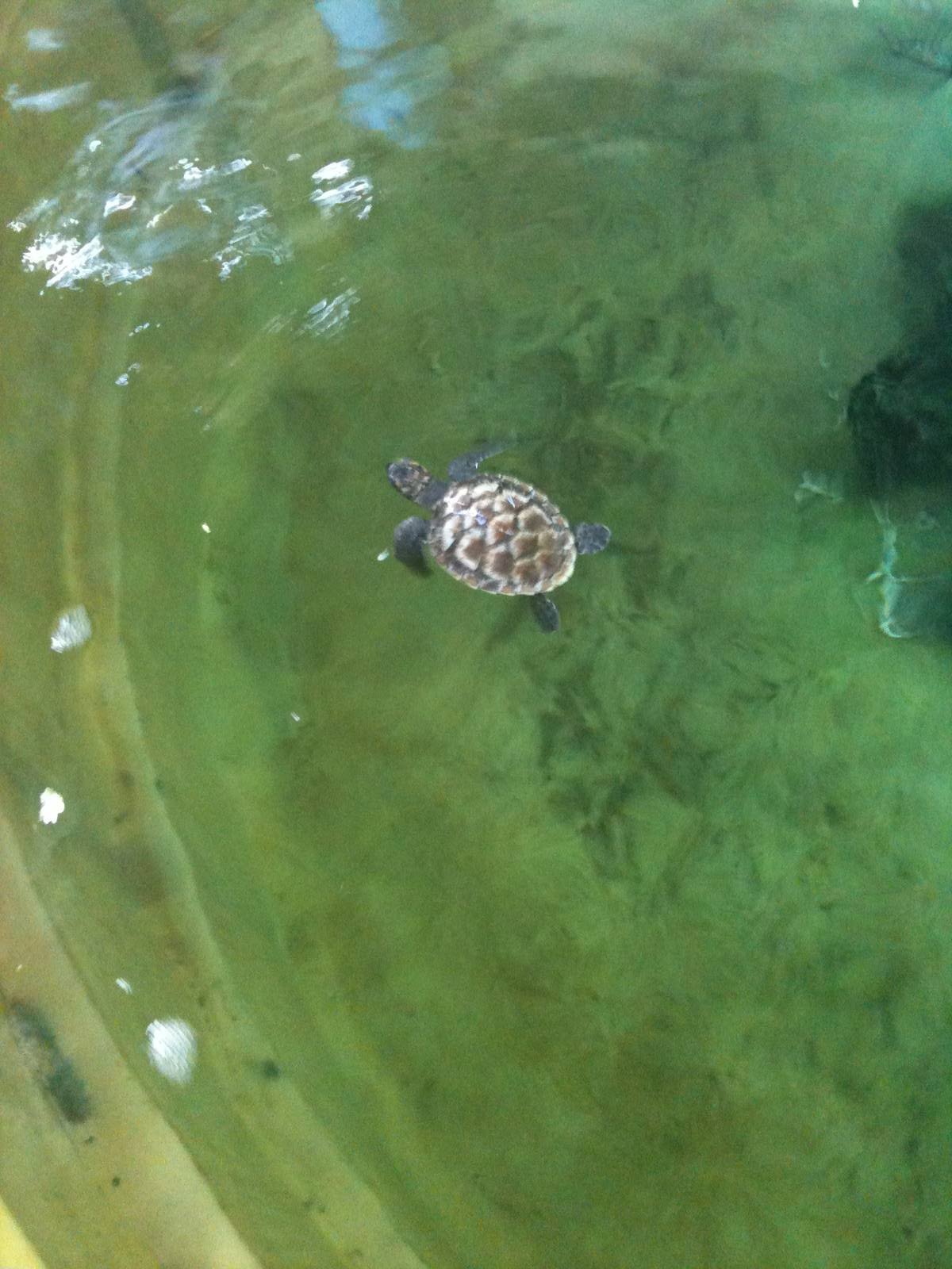 Hawkesbill Turtle hatchling