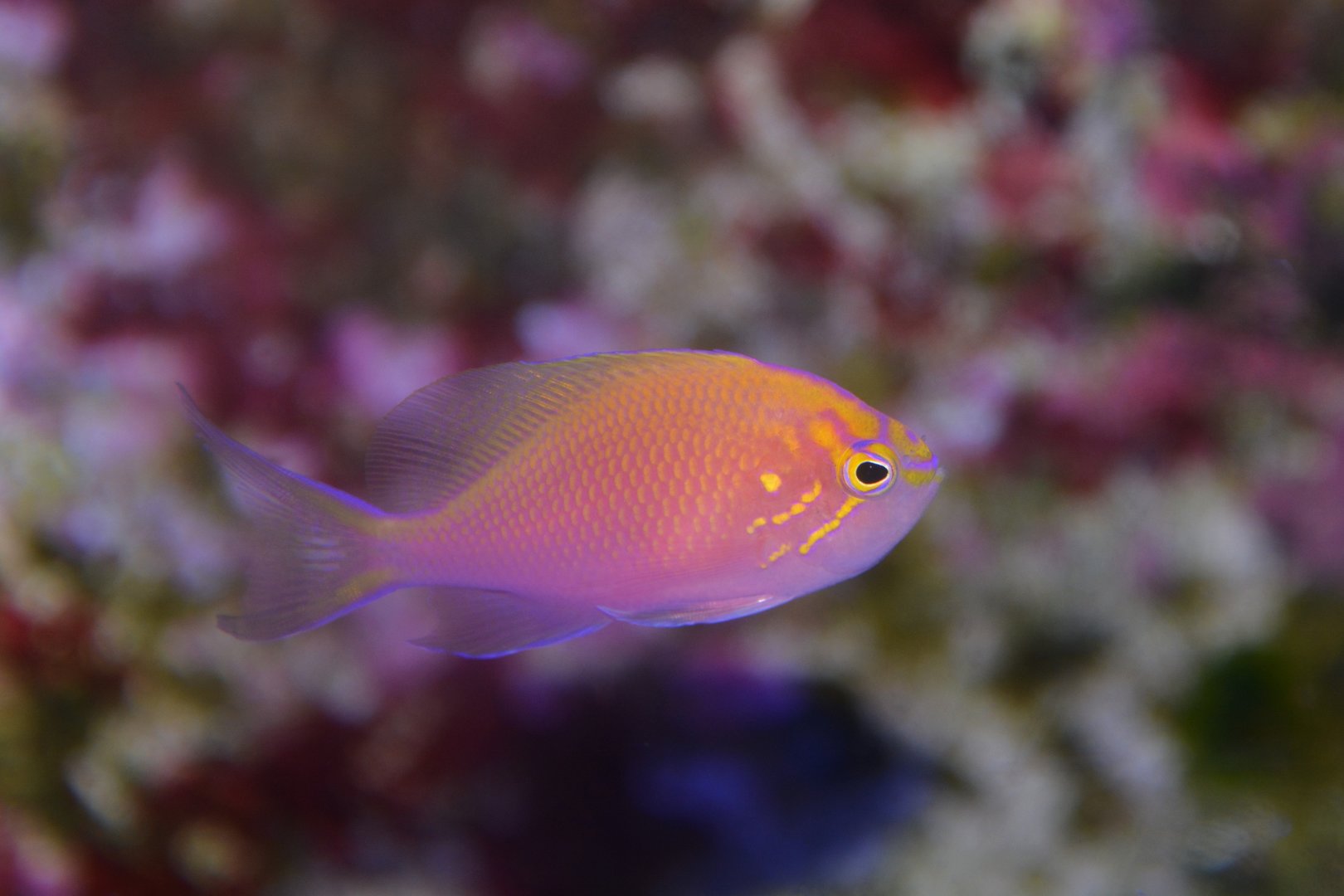 Hawkfish anthias (Serranocirrhitus latus)